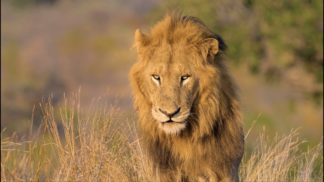 Nikon Z 9: 8K UHD Video by Shannon Wild