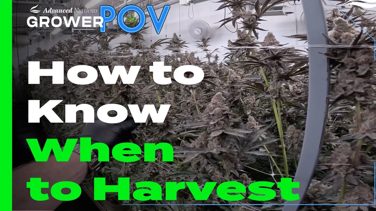 Grower POV: When to Harvest
