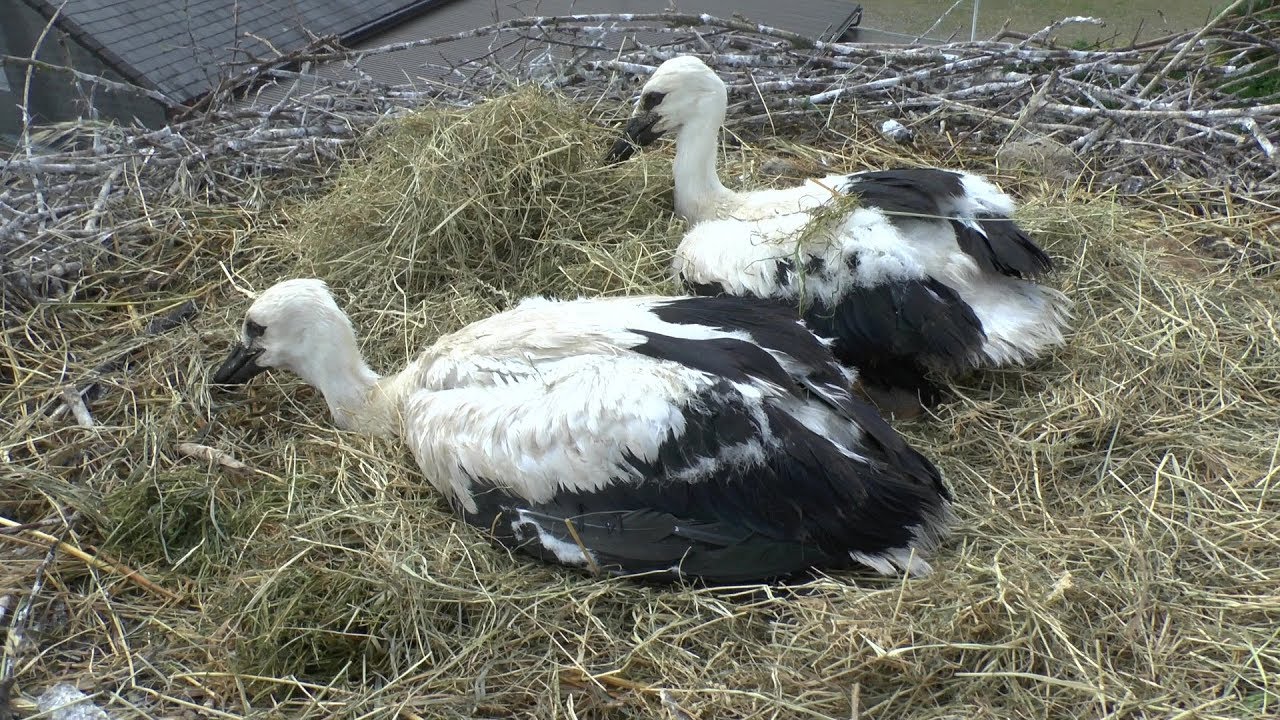 Jungstörche in Krogaspe: Nur zwei der drei Küken durften zurück in's Nest