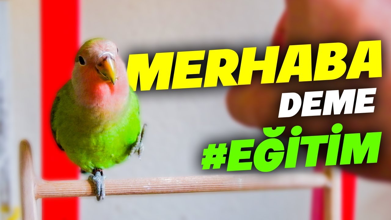 Selam Verme Eğitimi Sevda Papağanı Karpuz Öğreniyor - Kuşlarda Selam Verme Eğitimi