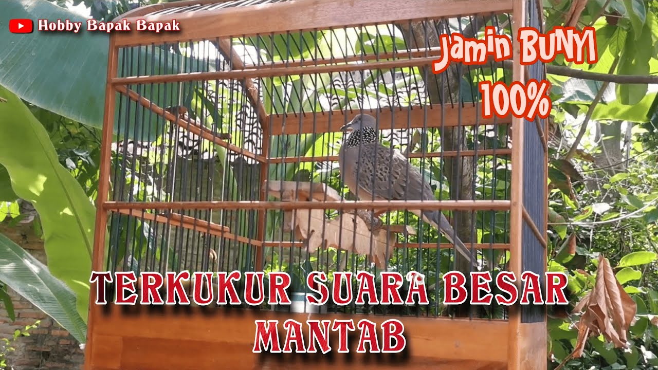 Tekukur Gacor Suara Besar Pancingan Ampuh Derkuku Malas Bunyi Jamin Burung Macet Langsung Bunyi