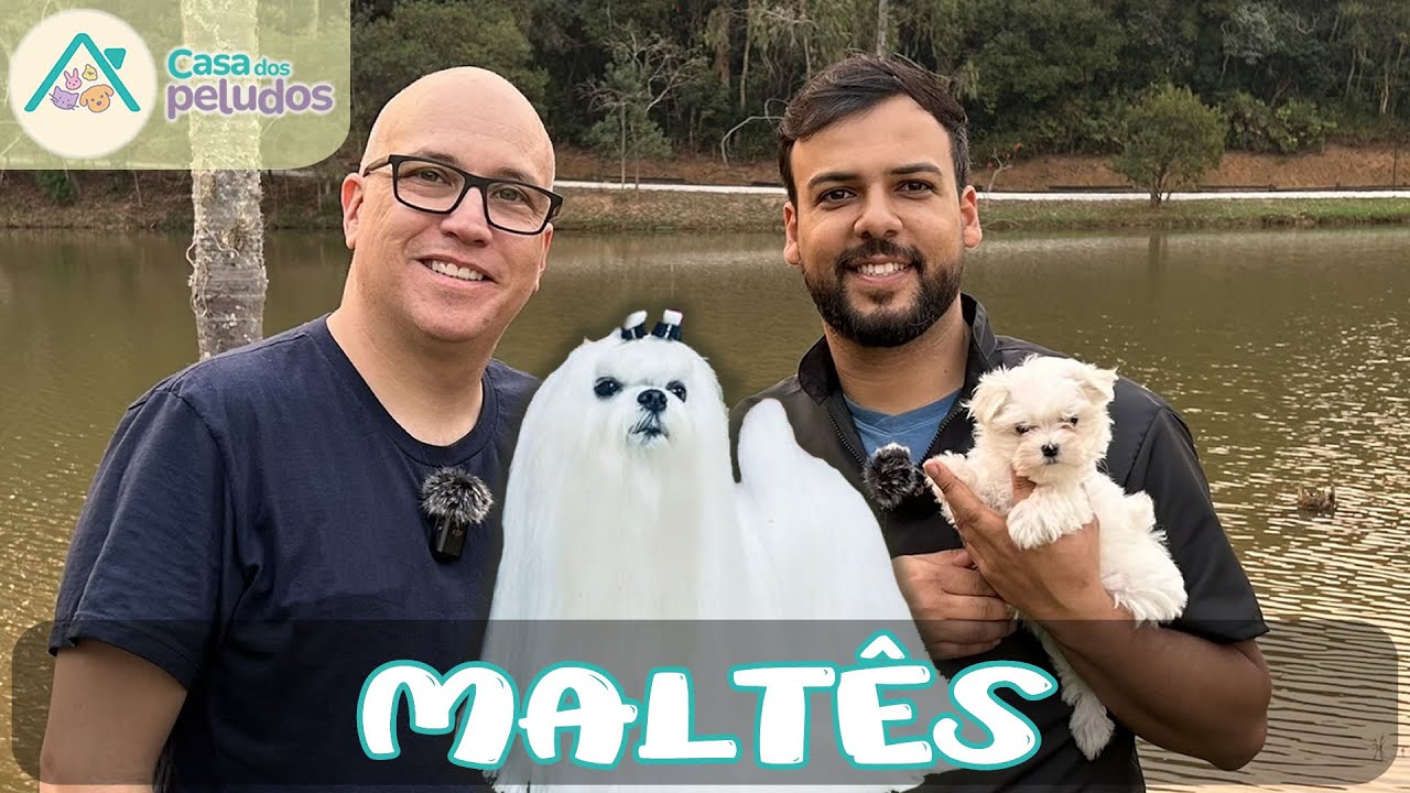 MALTÊS: Descubra os Segredos da Raça Mais Elegante e Amorosa do Mundo!