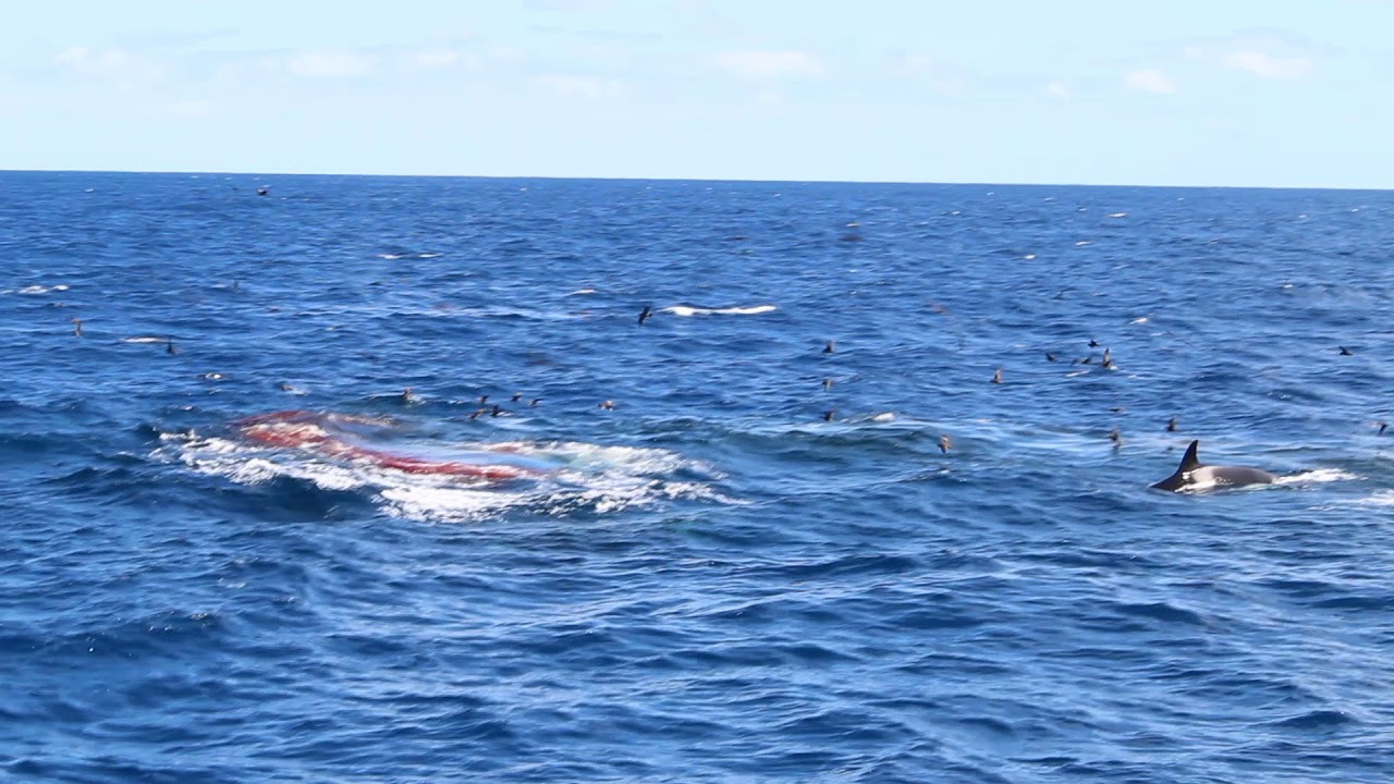Orca Whales Feeding Frenzy off Bremer Bay, Western Australia