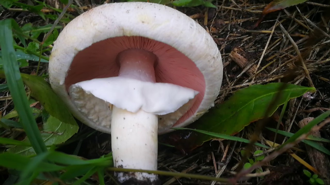 Pieczarka karbolowa (Agaricus xanthodermus) Wilk w owczej sk&oacute;rze
