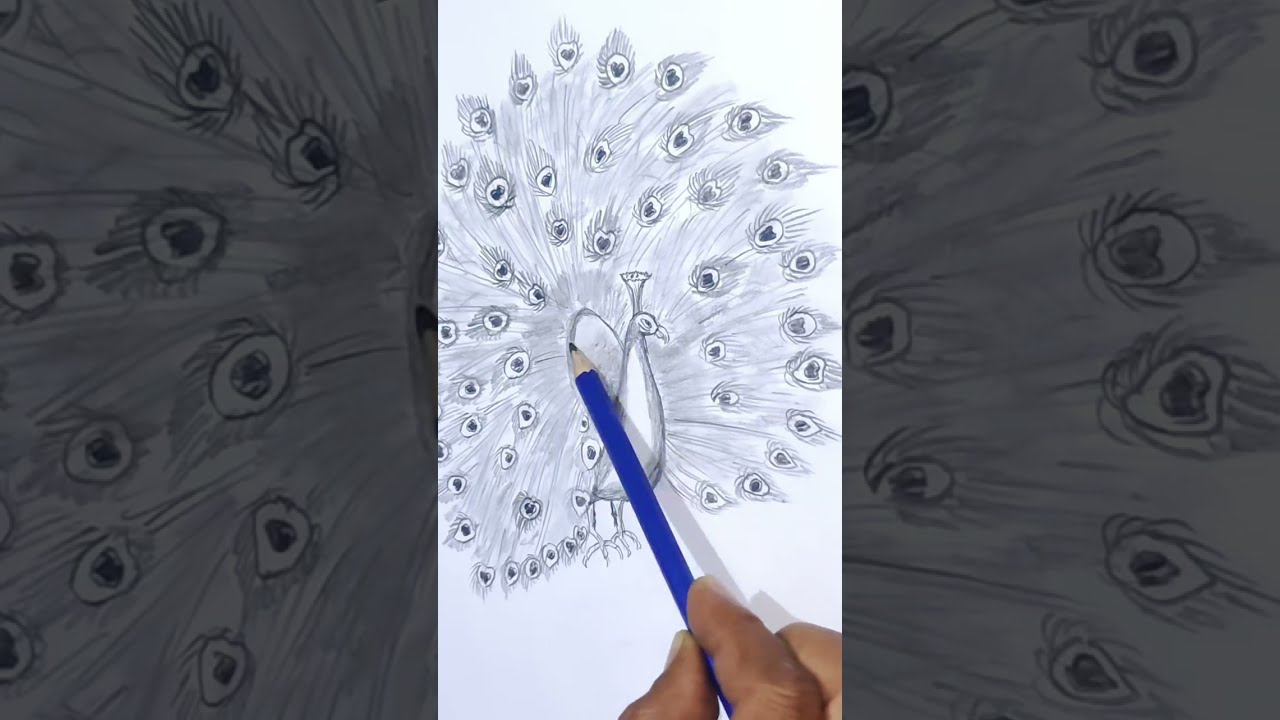 #Peacock drawing# made simple and easy