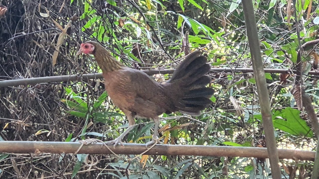 Puas Muaj Neeg Nyiam Poj Qaib Tsauj Zoo Thiab Tsauj Zoo Kawg Nkaus 25/1/2026.