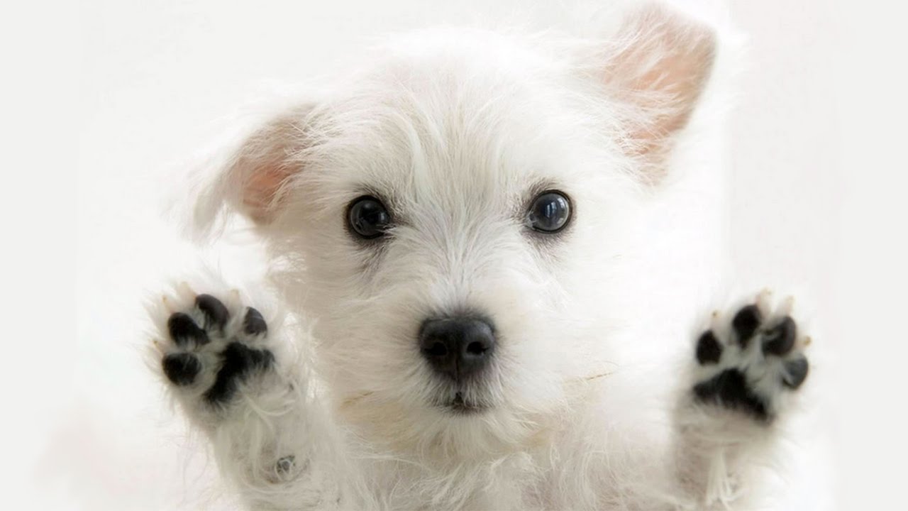 Dogs Raised For Dinner Plates Rescued From South Korea