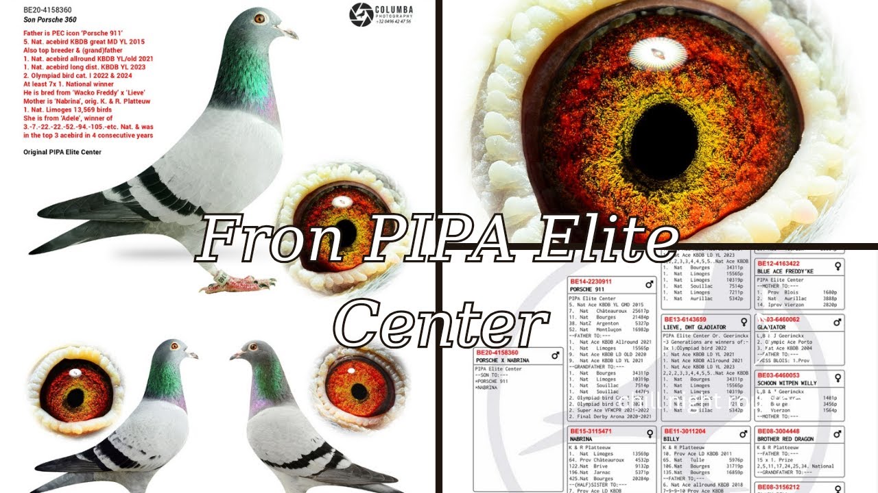Top Breeder Racing Pigeon From Pipa Elite Center For Sale In Pipa Pigeons Auction
