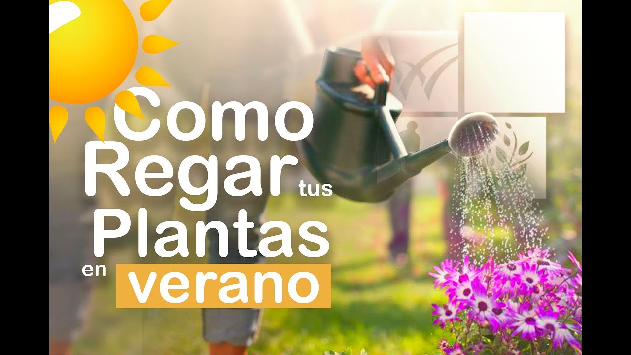COMO REGAR nuestras PLANTAS EN VERANO / Jard&iacute;n urbano