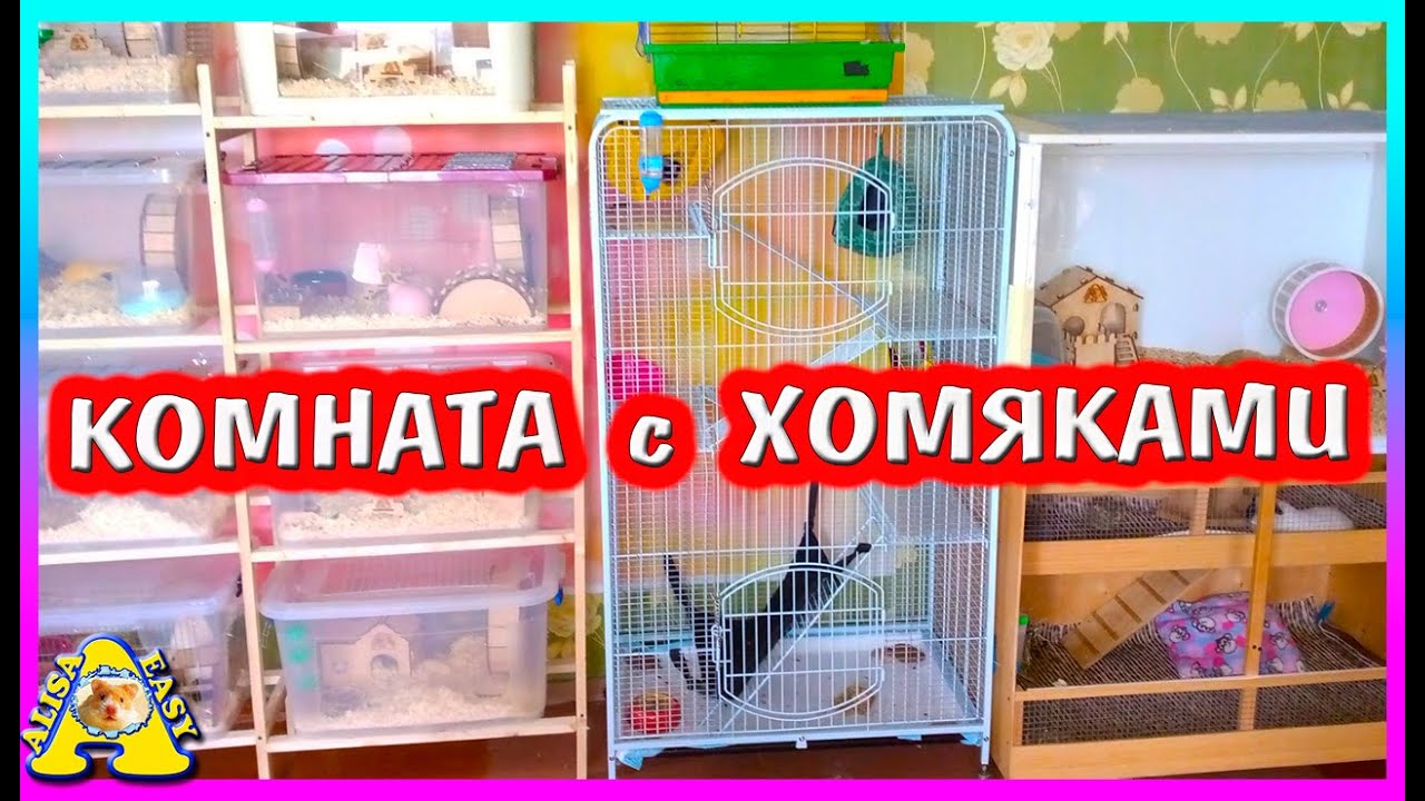 Рум-Тур по Комнате с Хомяками / Где ЖИВУТ Все Питомцы / Alisa Easy Pets