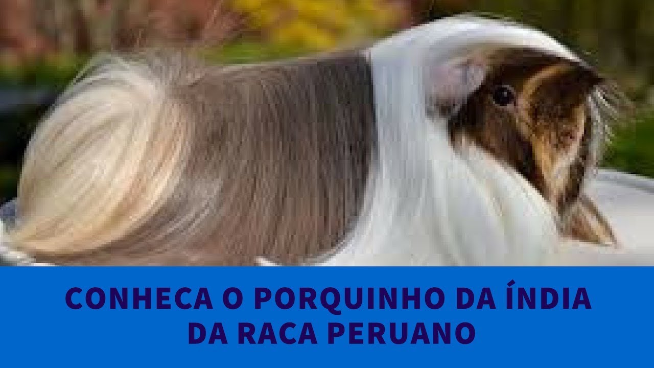 Conheça o porquinho da raça Peruano