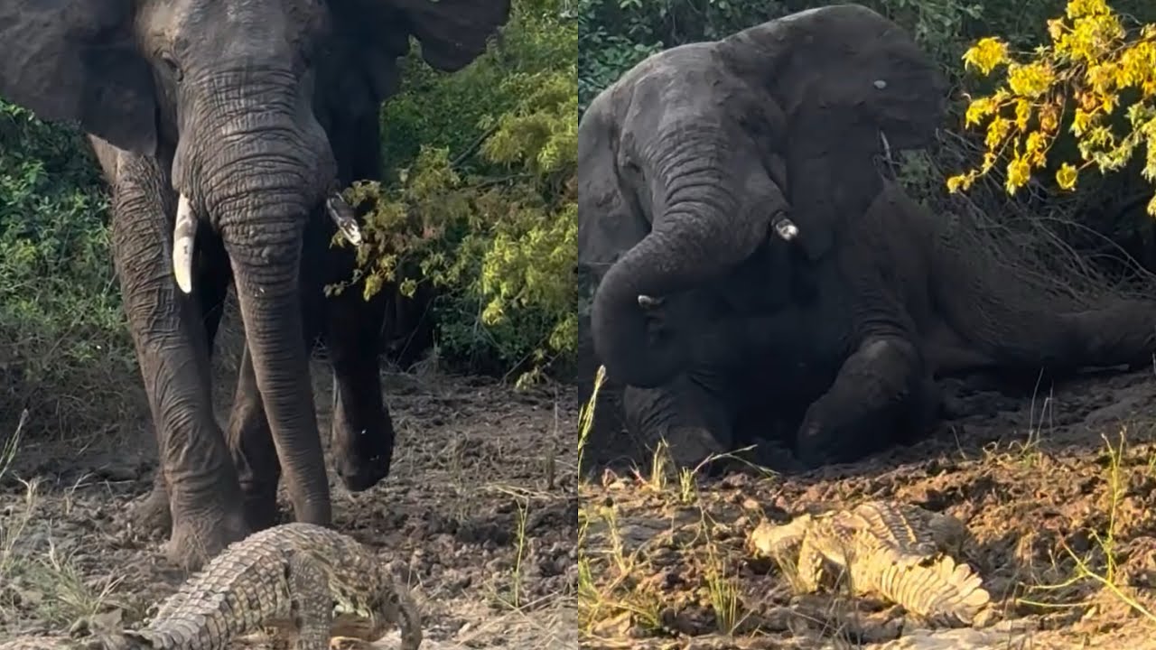 elephant bull vs crocodile attack video 