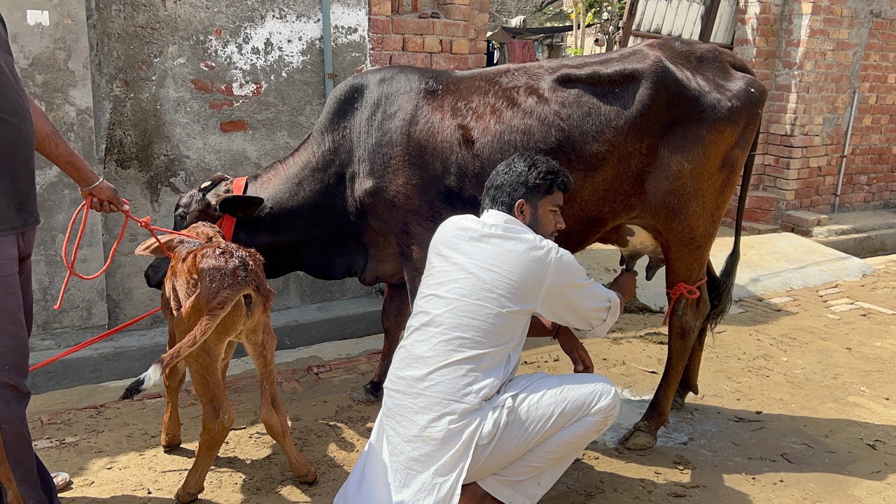 ਇੱਕ ਤਾਜ਼ੀ ਸੂਈ ਗਾਂ 👌🏻🔥ਘੱਟ ਰੇਟ 😱🔥Bawa dairy farm 