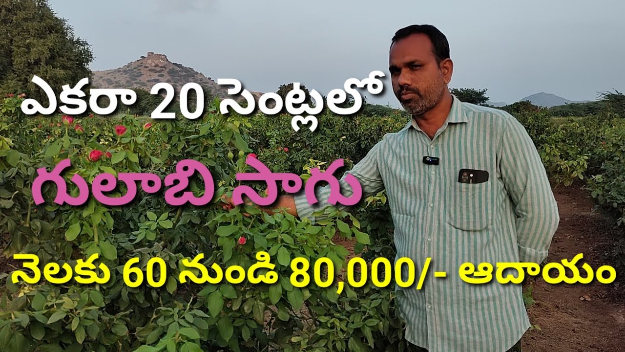 గులాబీసాగు లాభాలసాగు | ARKA SAVI ROSE | ROSE FARMING | CULTIVATION OF ROSE FLOWERS |