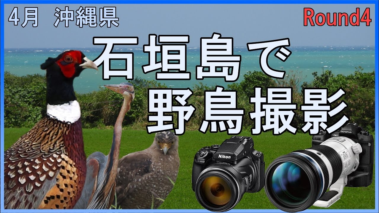 4月 石垣島で野鳥撮影　OM-1　P1000　探鳥　カンムリワシ　ムラサキサギ