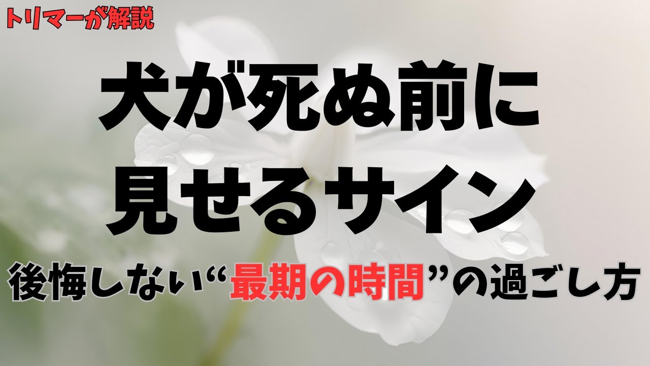 犬が死ぬ前に見せるサインと飼い主にできること！後悔しない“最期の時間”の過ごし方