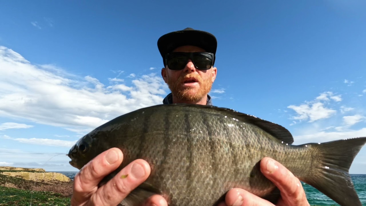 ROCK FISHING Blackfish LUDERICK off the rocks SYDNEY GoPro 10