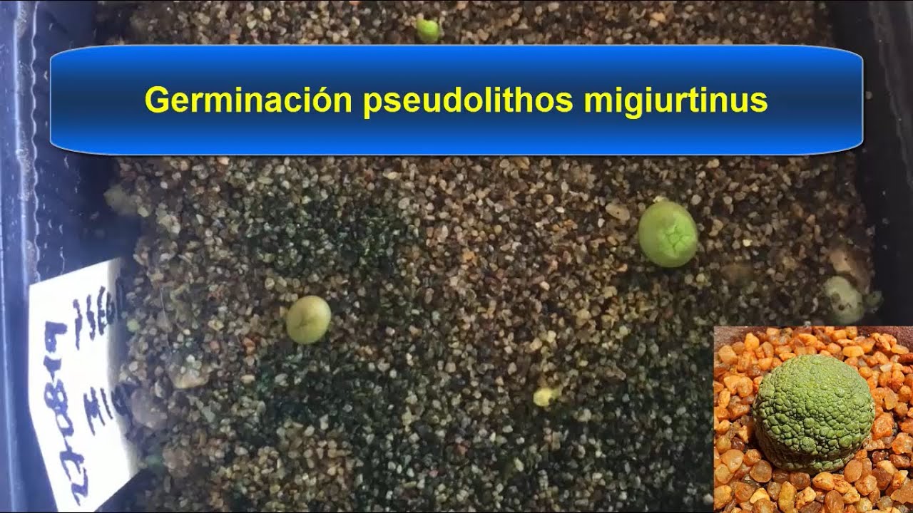 Germinacion pseudolithos migiurtinus