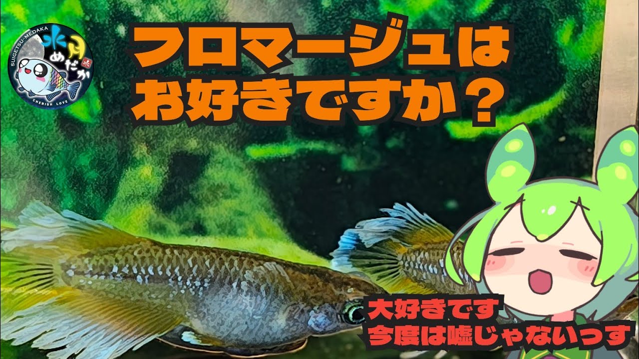 フロマージュ出品出来ない理由