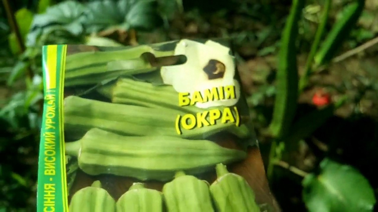 Бамия | Полезные свойства и выращивание бамии |