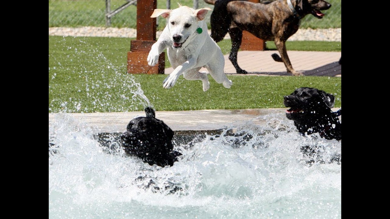 MURRIETA: Dog water park opens to public