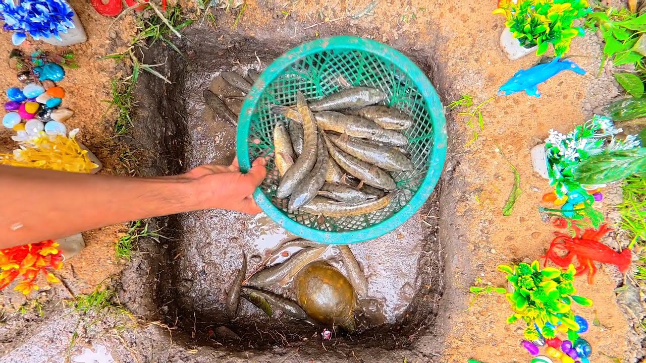 I Caught A Lot Of Fish And A Turtle From A Small Pond With My Hands