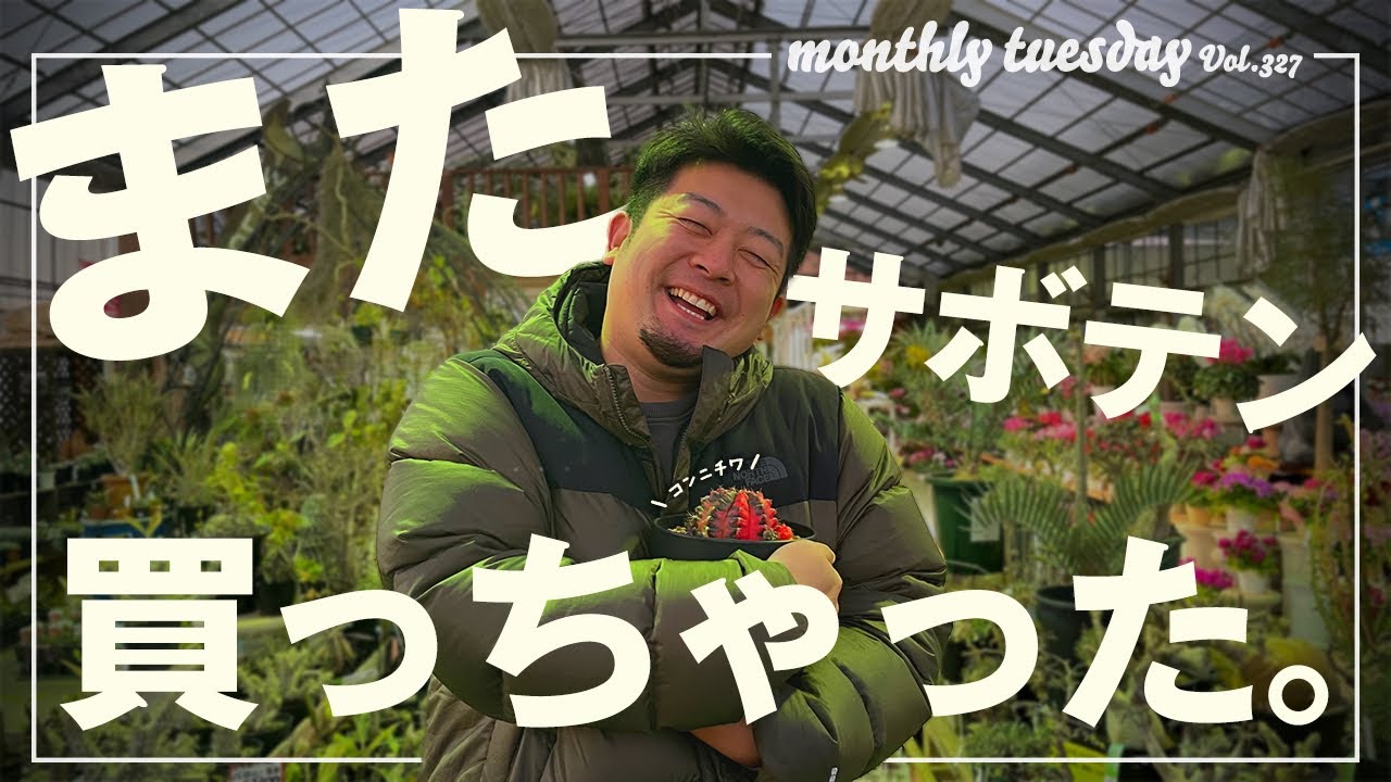 【サボテン購入】シマムラ園芸で一目惚れしたギムノカリキウム ミハノビッチを購入！