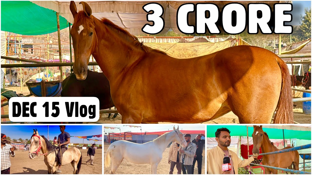 Chetak Festival Sarangkheda Dec 15, 2025 Vlog | 3 Crore Filly, Kathiawari & Nukra Horse