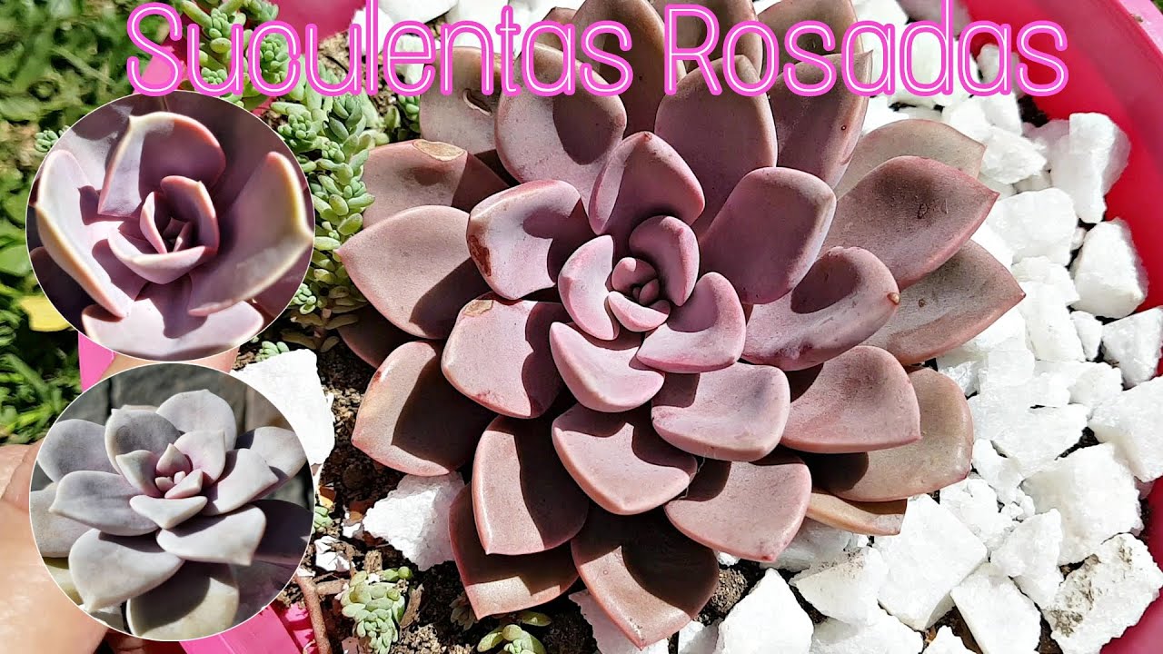 Suculentas rosadas