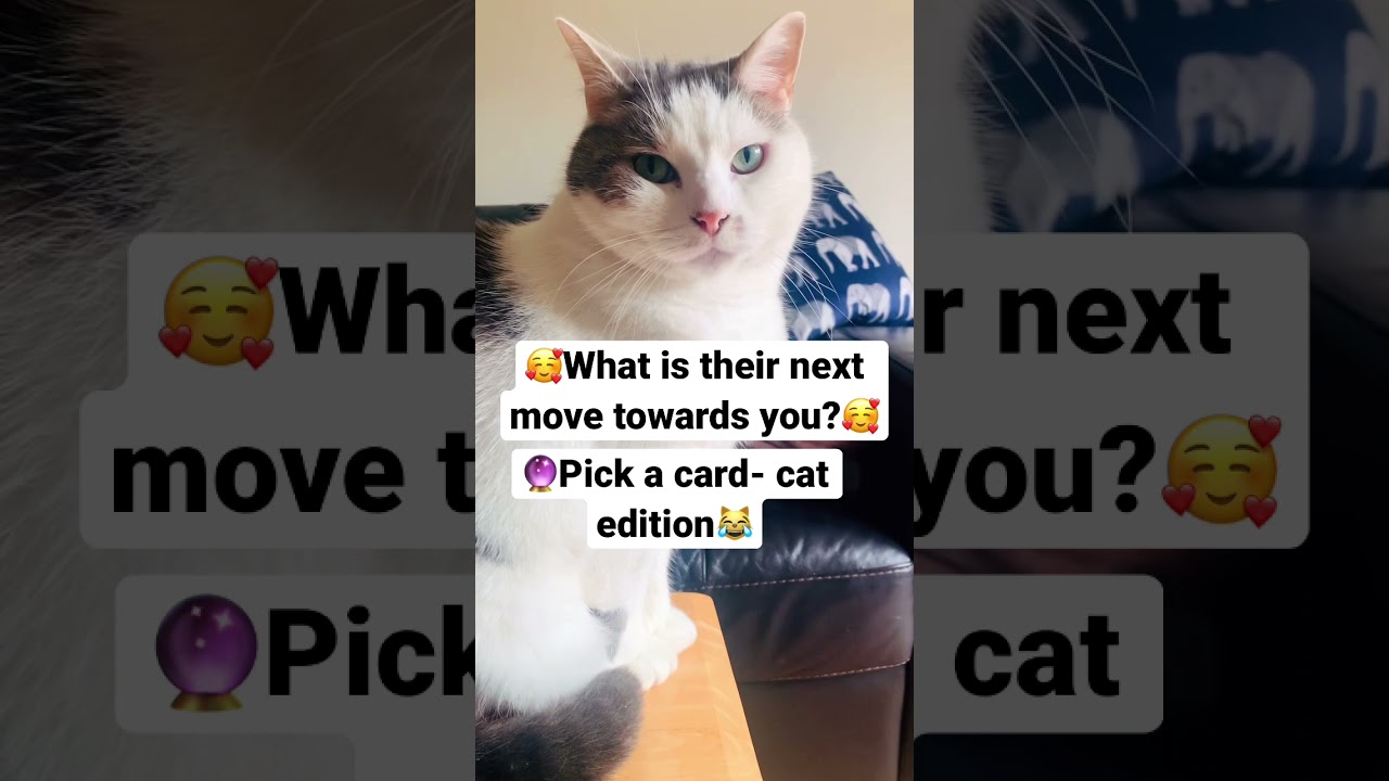 🥰What is their next move?🥰 #shorts #pickacard #tarot #love #tarotreading #lovereading #fyp #cat