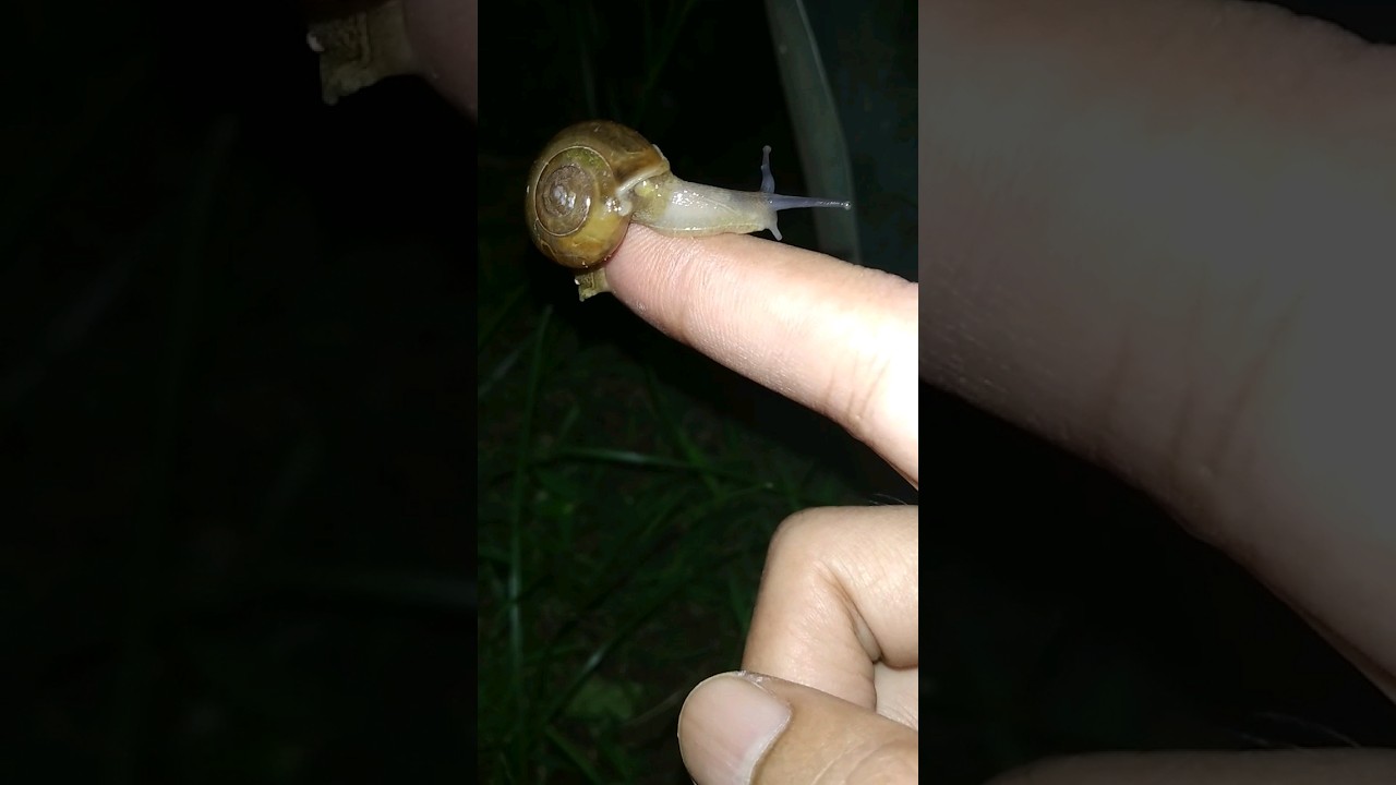 SIPUT GEPENG IMUT #siput #snail #shorts