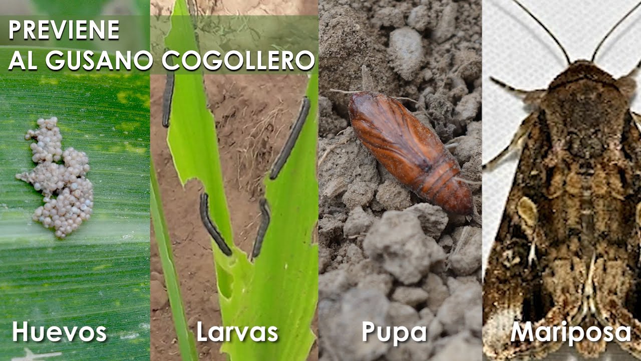 PREVIENE al Gusano COGOLLERO