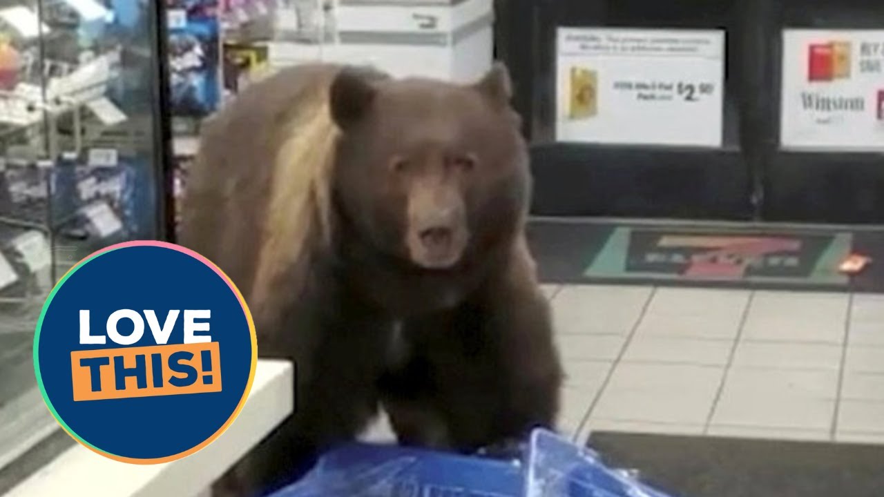 Huge brown bear enters 7-Eleven and helps itself to candy | LOVE THIS!