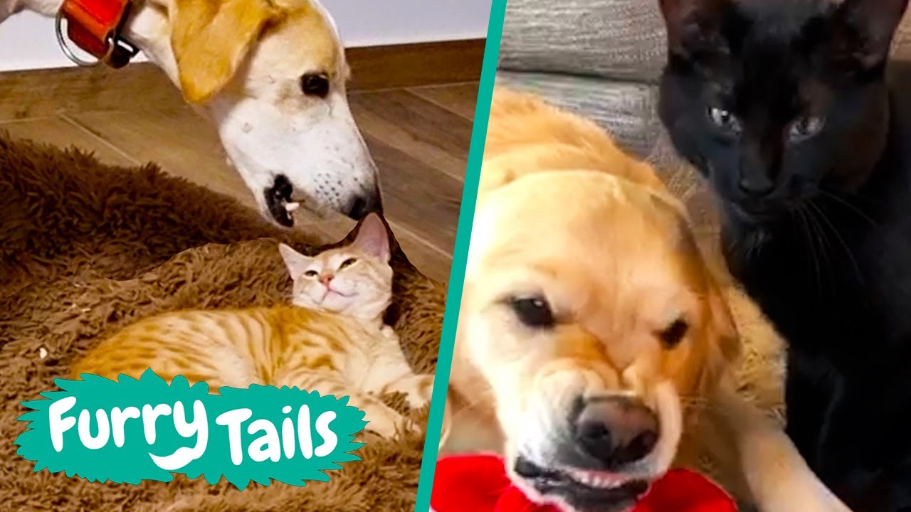 Cats & Dogs Funny Fails 🐱🐶 | Furry Tails