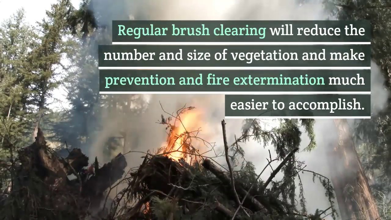 What You Should Know About Weed Abatement | Shamrock Landscape ( (707) 647-2000