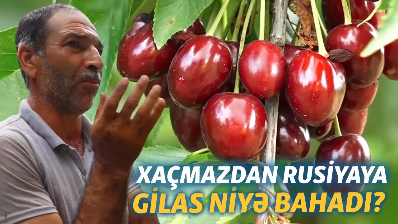 Xaçmazdan Rusiyaya: Gilasın yaxşısı Rusiya bazarlarına vurulur, qalanı Bakıya