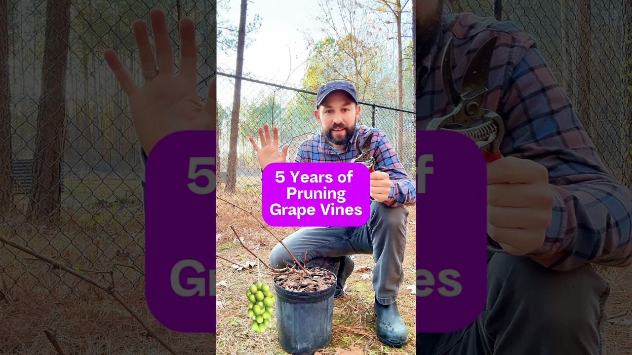 5 Years of Pruning Grape Vines #shorts #gardening #pruning #grape #grapevine #growyourownfood