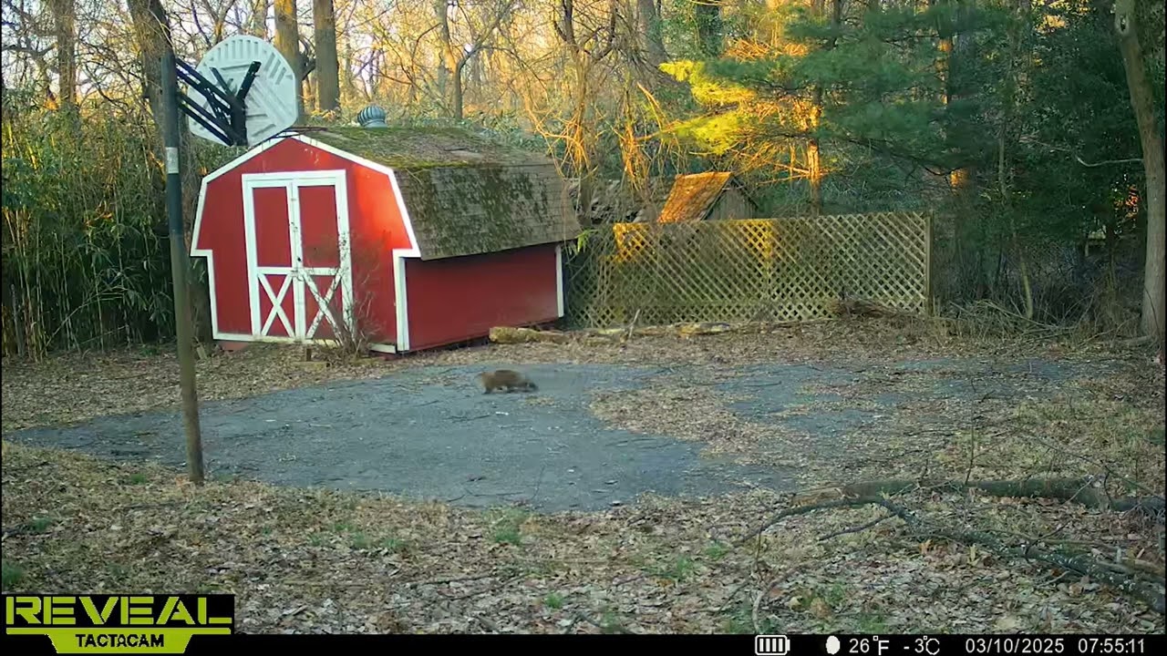 Trail Camera March 2025