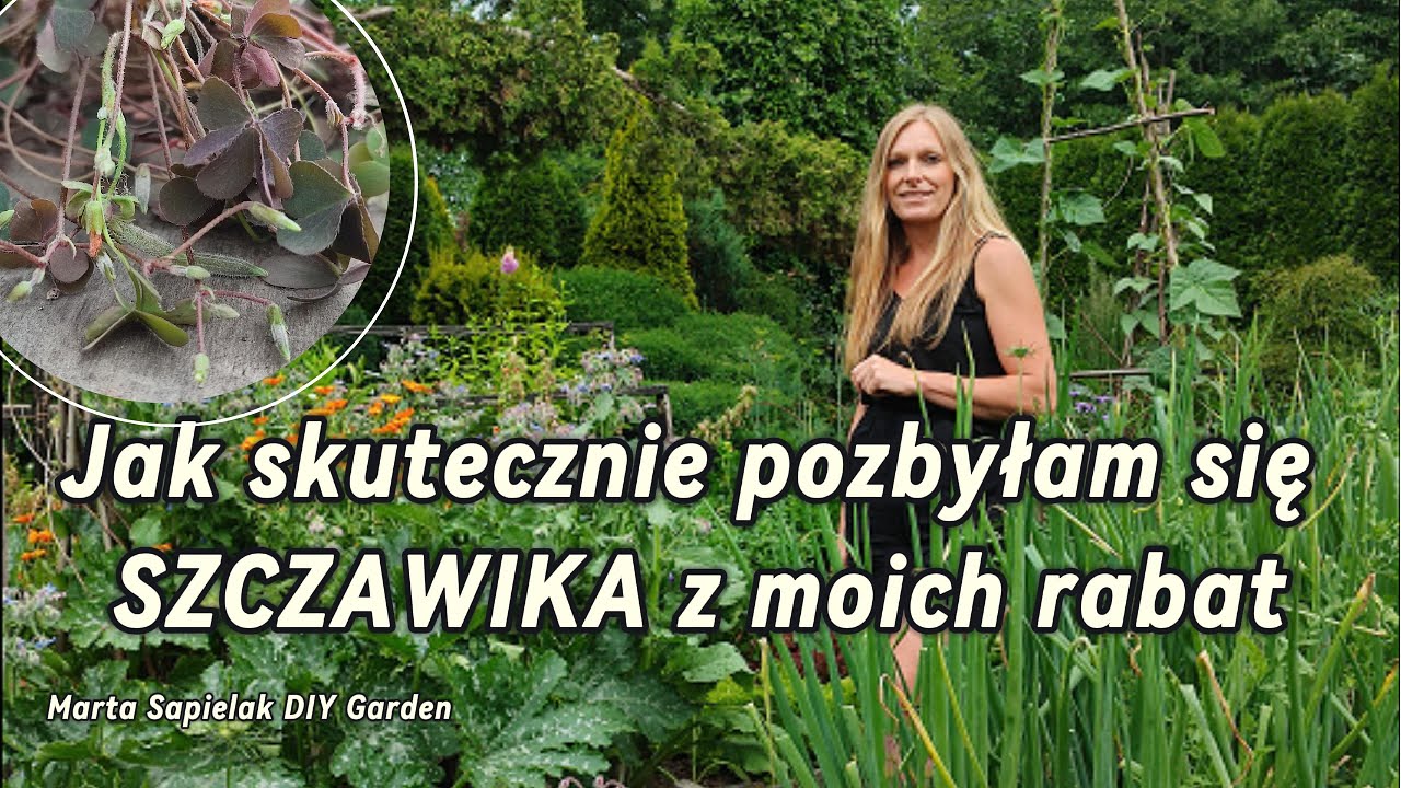 Jak skutecznie pozbyłam się szczawika z moich rabat