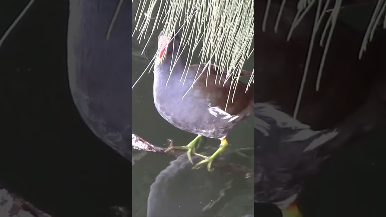 Common Gallinule Perched #gallinule #birdingparadise #naturefootage #naturelover #birdwatching