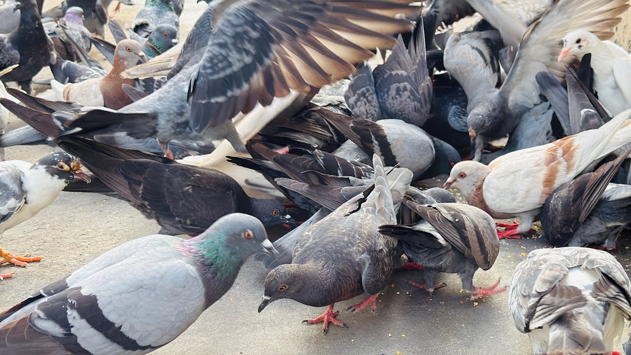 Many pigeons are flying down to pick up food.