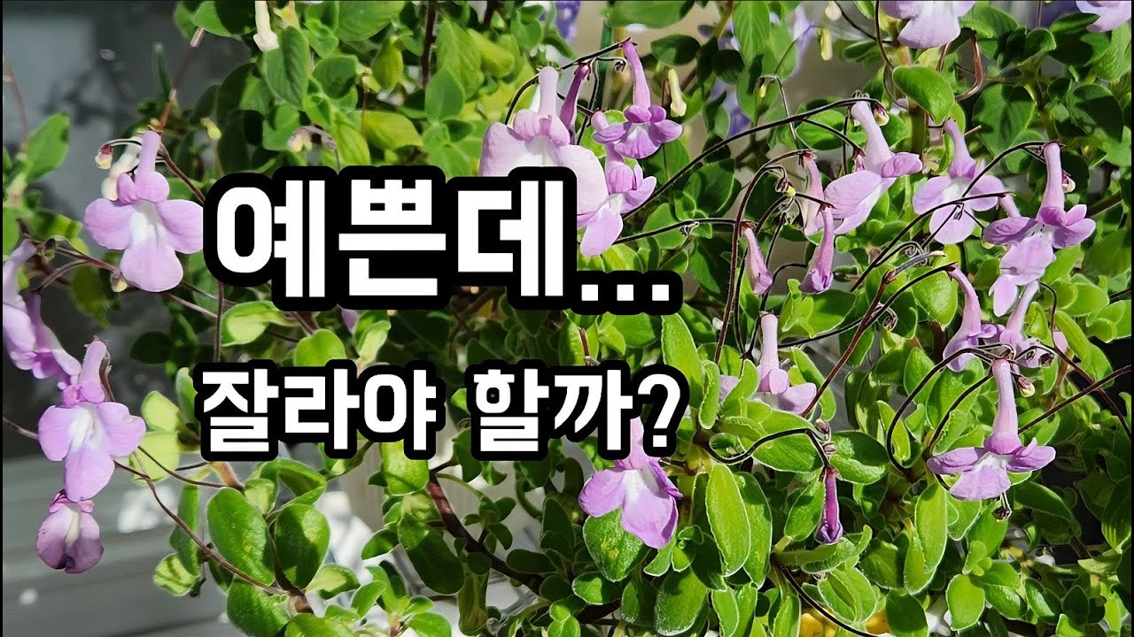 예쁜데… 잘라야 할까?3개월째 피는 삭소롬과 다시 피는 제라늄외