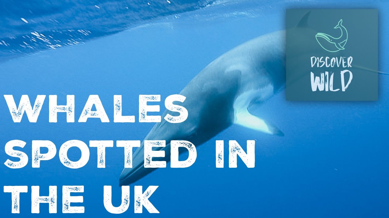 Whales spotted in the UK! | Colossal Giants | Discover Wild