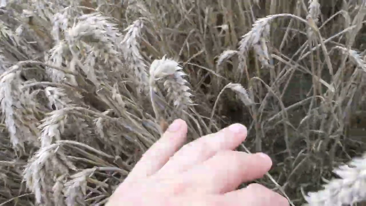 Zwischenfrucht-Saat mit der Drohne: Das Ergebnis