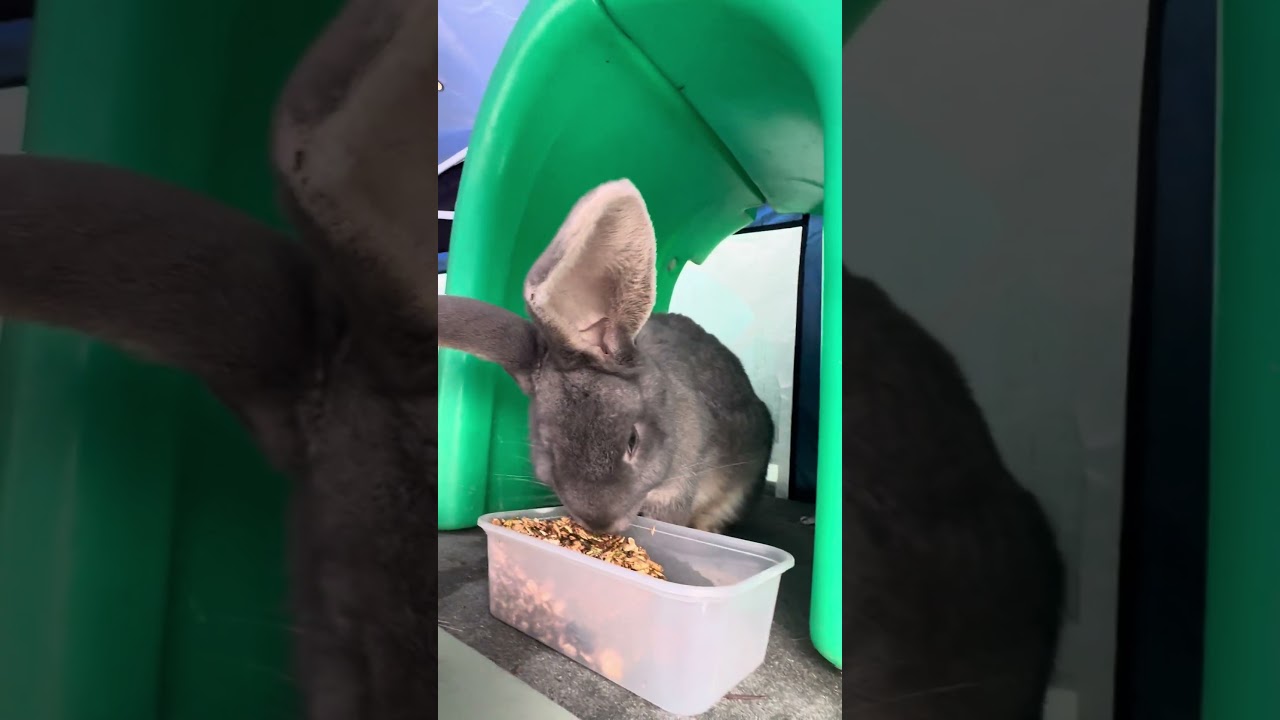 It’s cleaning day! And buddy is behaving very nicely with some snacks to keep him occupied