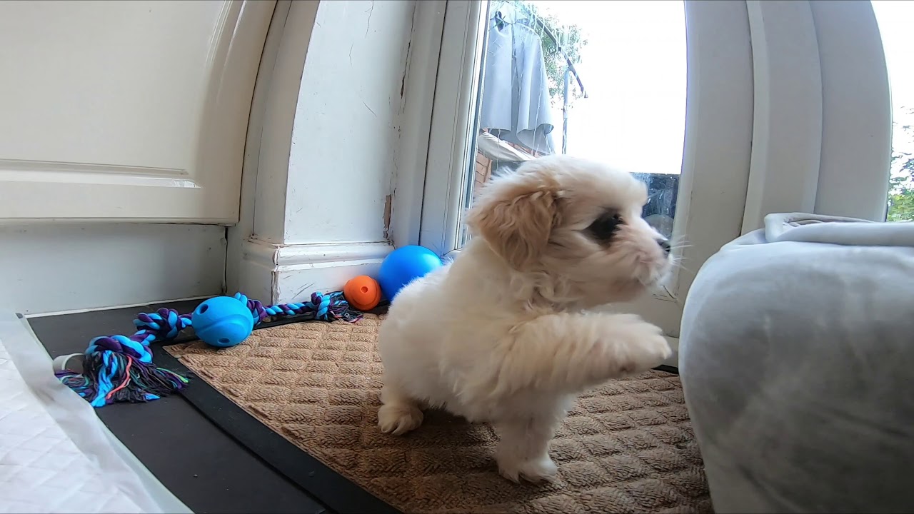 Mal Shi Puppy playing.