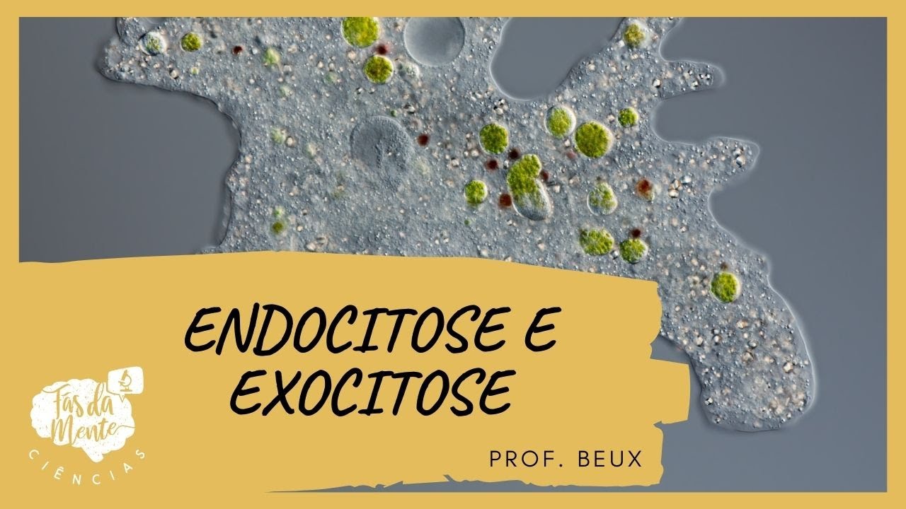 ENDOCITOSE E EXOCITOSE - Ensino Fundamental