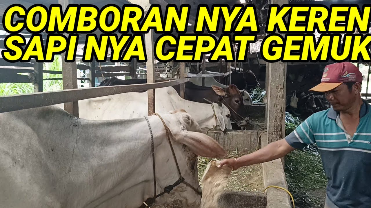 INI BARU KEREN COMBORAN SAPI CEPAT GEMUK