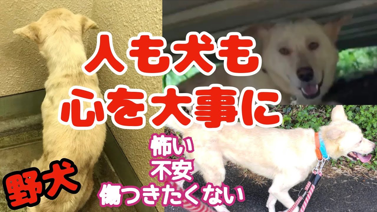 【野犬プロジェクト】一心くん帰りました「一心の楽園での全て」
