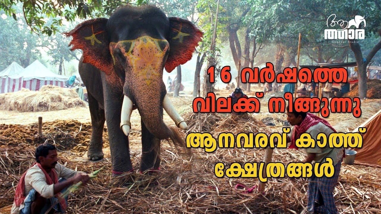 16 വർഷത്തെ ആനകൈമാറ്റത്തിനുള്ള വിലക്ക് നീങ്ങിയതോടെ ആനകളുടെ വരവ് കാത്ത് വിവിധ ക്ഷേത്രങ്ങൾ.